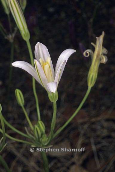 brodiaea sp 4 graphic